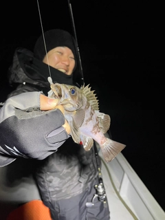 メバルの釣果