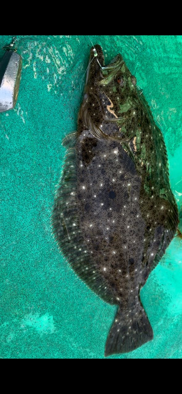 ☆沙乃○☆さんの釣果 3枚目の画像