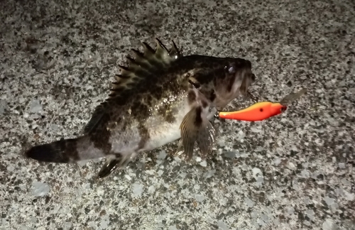 タケノコメバルの釣果