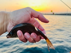 ウミタナゴの釣果