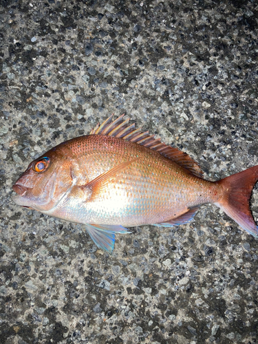 マダイの釣果