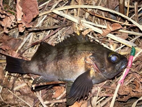 メバルの釣果