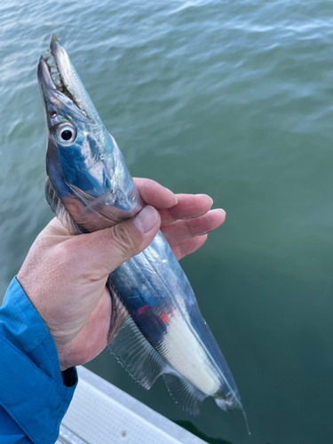 タチウオの釣果