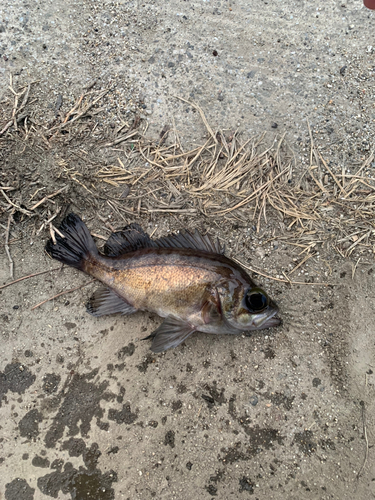 シロメバルの釣果