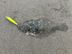 ヒラメの釣果