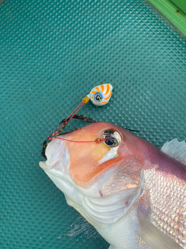 アマダイの釣果