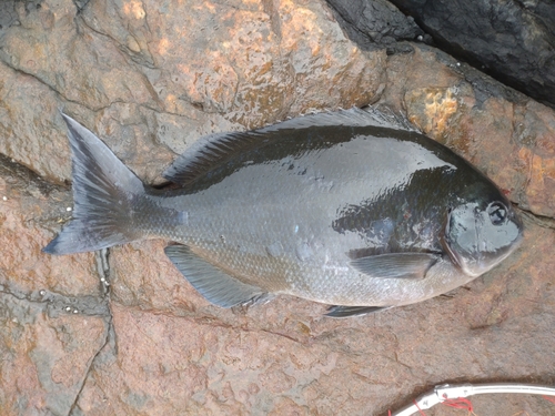 オナガグレの釣果