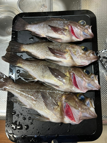 クロメバルの釣果