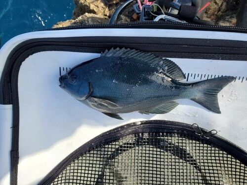 メジナの釣果