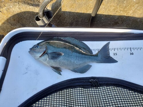 メジナの釣果