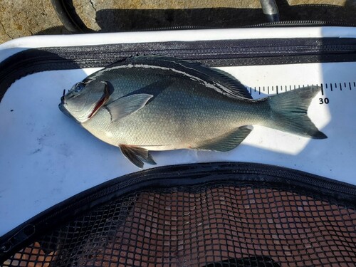 メジナの釣果