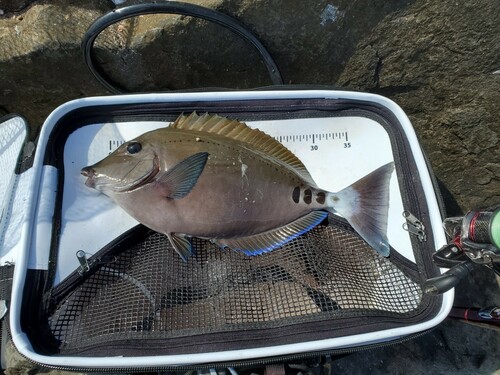 ニザダイの釣果