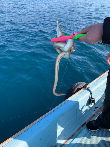 ハモの釣果