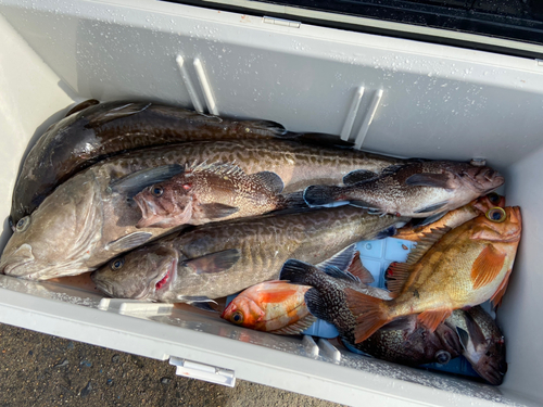 マダラの釣果