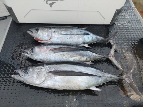 ビンチョウマグロの釣果