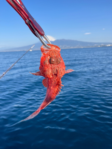 イズカサゴの釣果