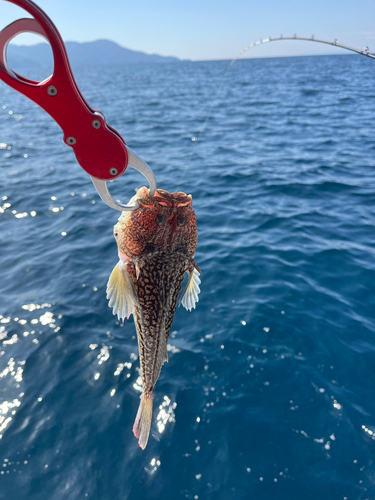 ミシマオコゼの釣果