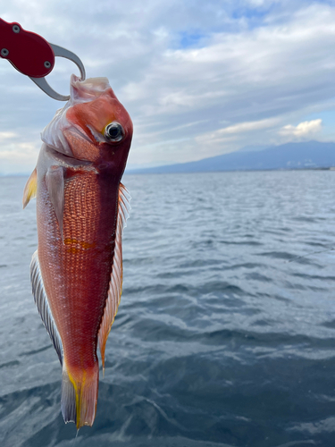 アマダイの釣果