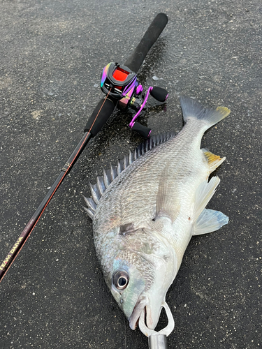 キビレの釣果