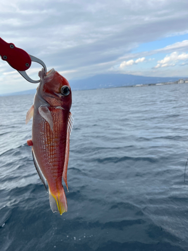 アマダイの釣果