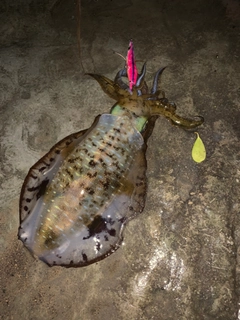 アオリイカの釣果