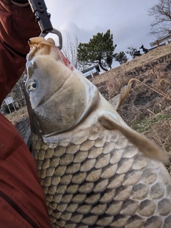 コイの釣果