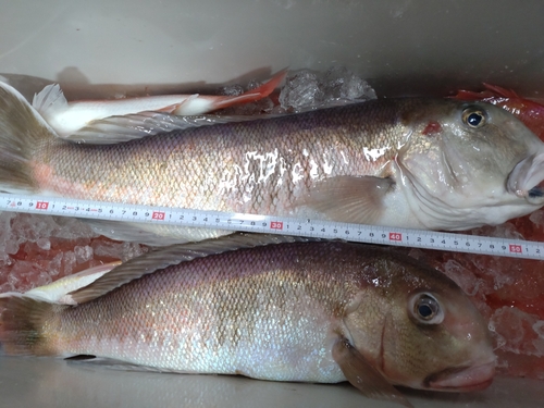 シロアマダイの釣果