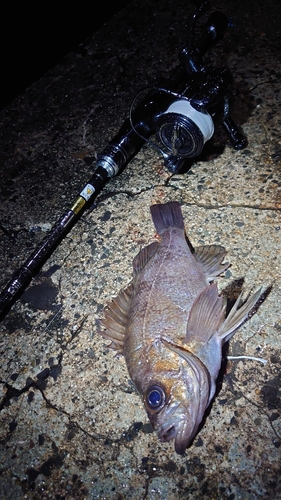 メバルの釣果