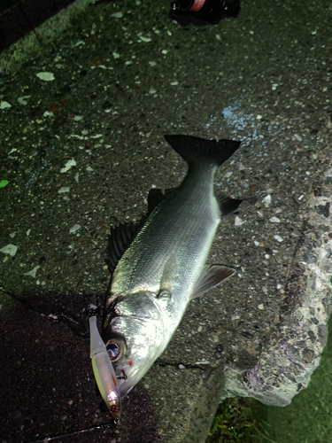 セイゴ（ヒラスズキ）の釣果