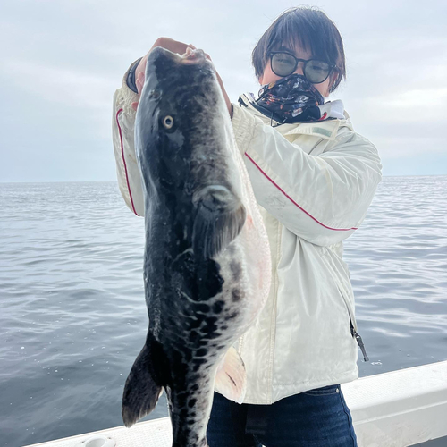 トラフグの釣果