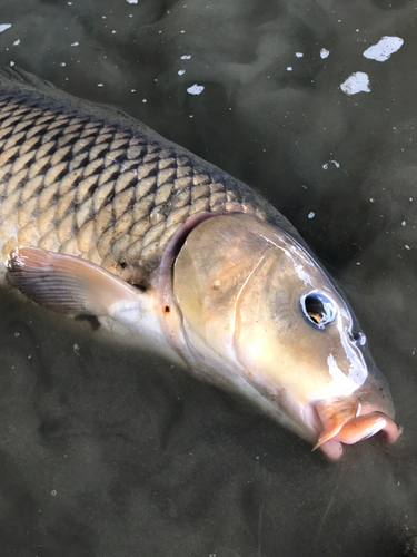 コイの釣果