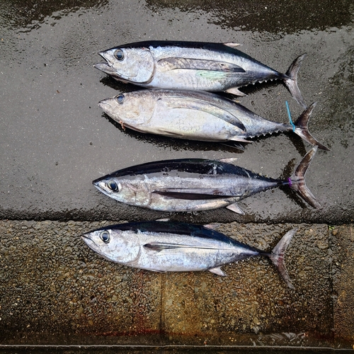 ビンチョウマグロの釣果