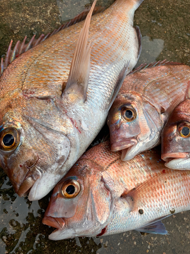 タイの釣果