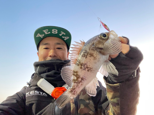 シロメバルの釣果