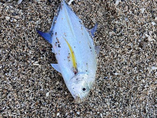 カスミアジの釣果