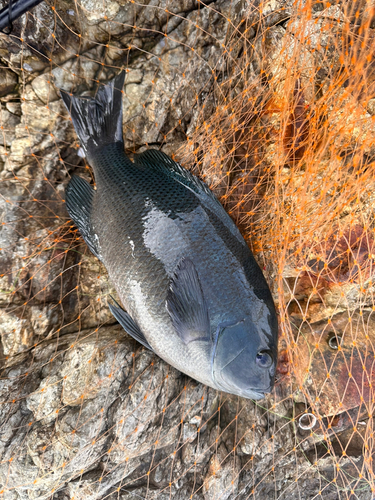 クチブトグレの釣果