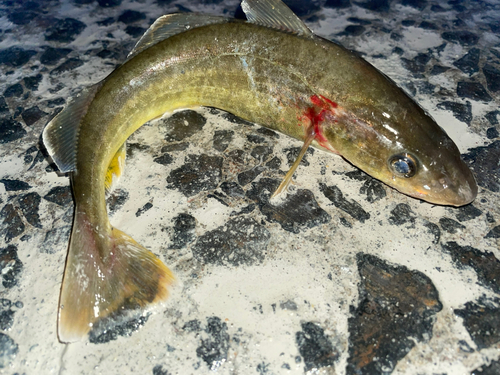 コマイの釣果