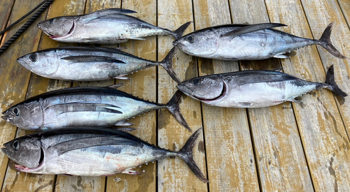 ビンチョウマグロの釣果