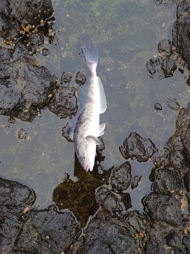 ホッケの釣果