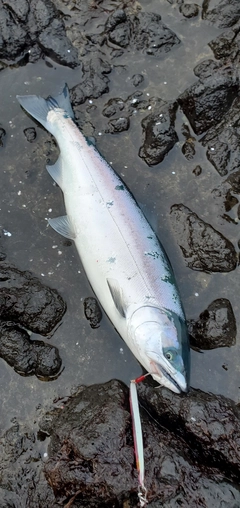 サクラマスの釣果