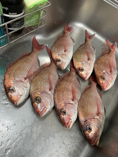 マダイの釣果