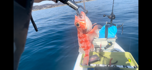 ユメカサゴの釣果