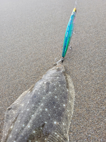 ソゲの釣果