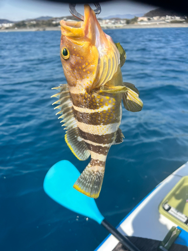 アオハタの釣果