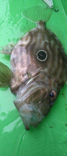 マトウダイの釣果