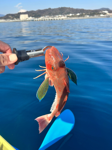 ホウボウの釣果