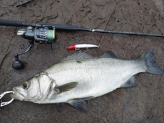 ヒラスズキの釣果