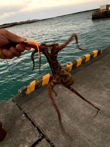 ヤガラの釣果