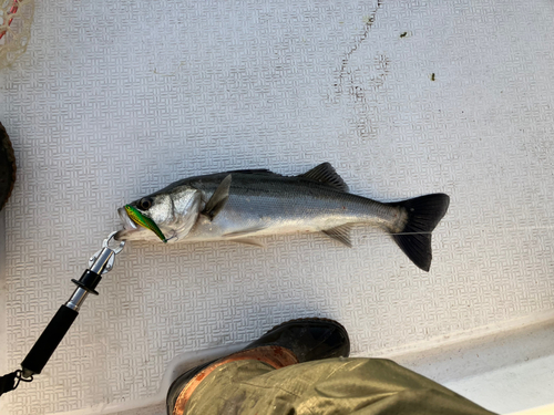 シーバスの釣果