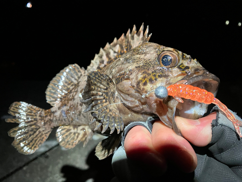 ムラソイの釣果